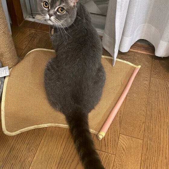 スコティッシュフォールドのしっぽ