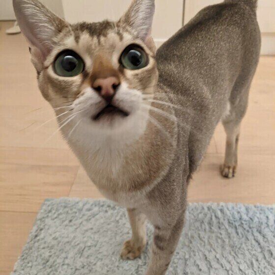 見つめるまめ太郎くん（シンガプーラ）