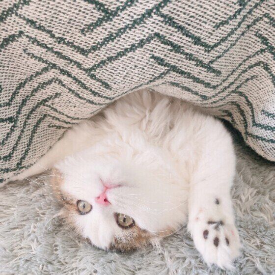 スコティッシュフォールド・ロングヘアのマロちゃん