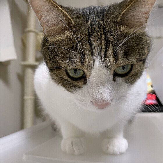 MIX　茶×白　五郎君