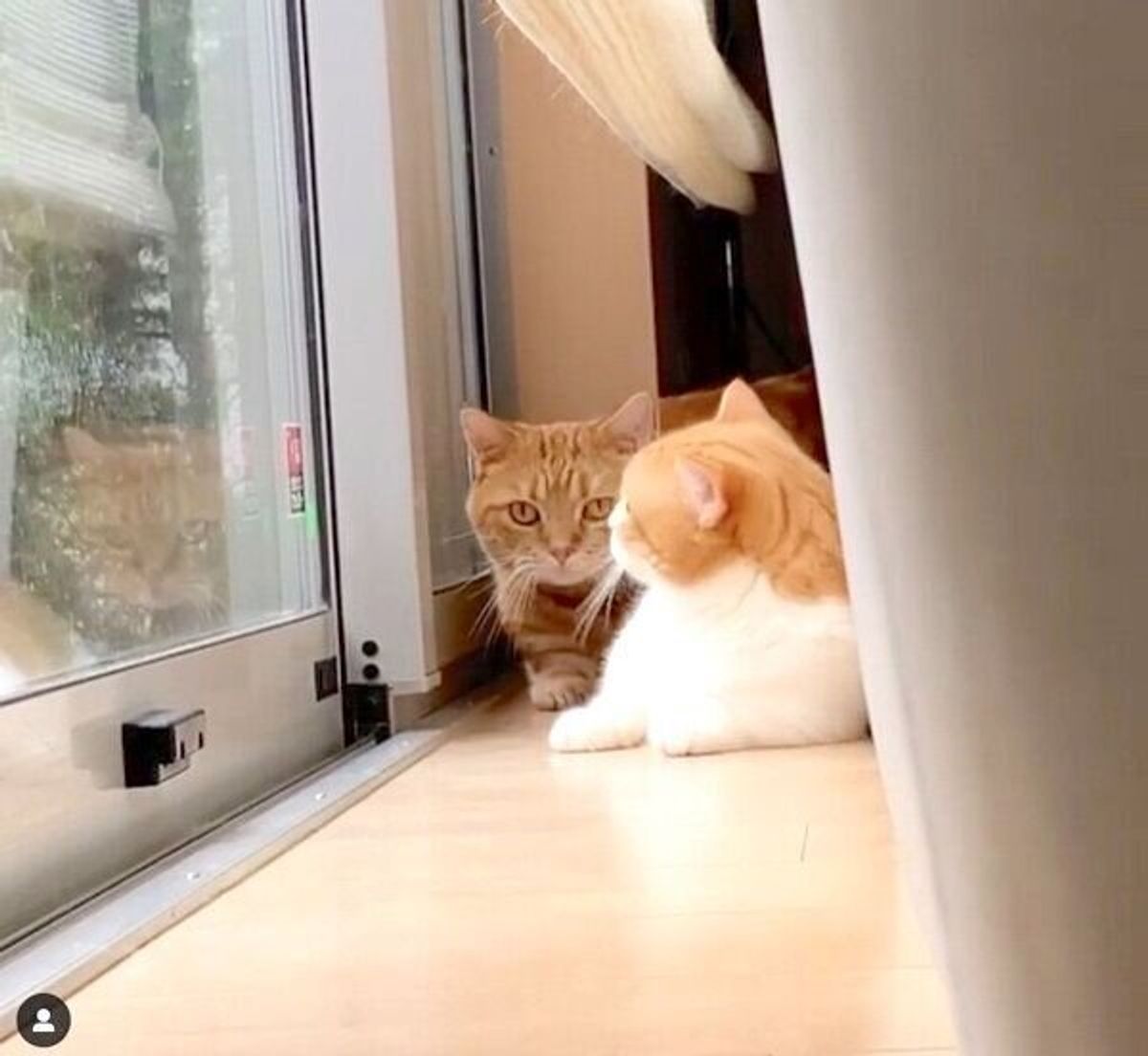 兄猫の たぷたぷしたお腹 を触る妹猫 笑 2匹の超絶可愛いやりとりはずっと見てられる ねこのきもちweb Magazine 兄猫の たぷたぷしたお腹 を触る妹猫 笑 2匹の超絶可愛いやりとりはずっと見てられる ねこのきもちweb Magazine