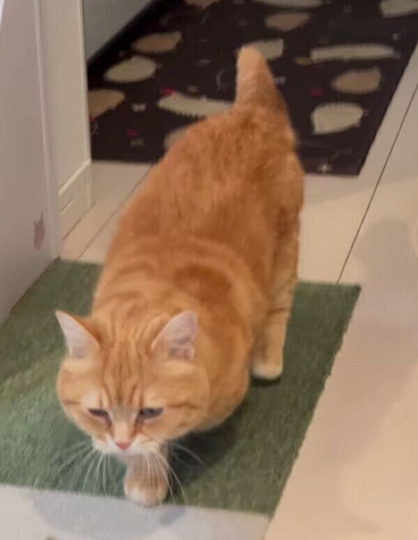 飼い主さんに近づくぷーちゃん