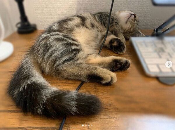 仕事中の飼い主さんのそばで眠るかぼすちゃん