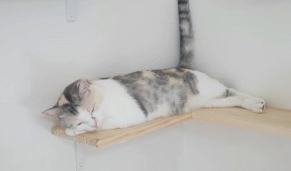 しっぽがくねくね動く三毛猫