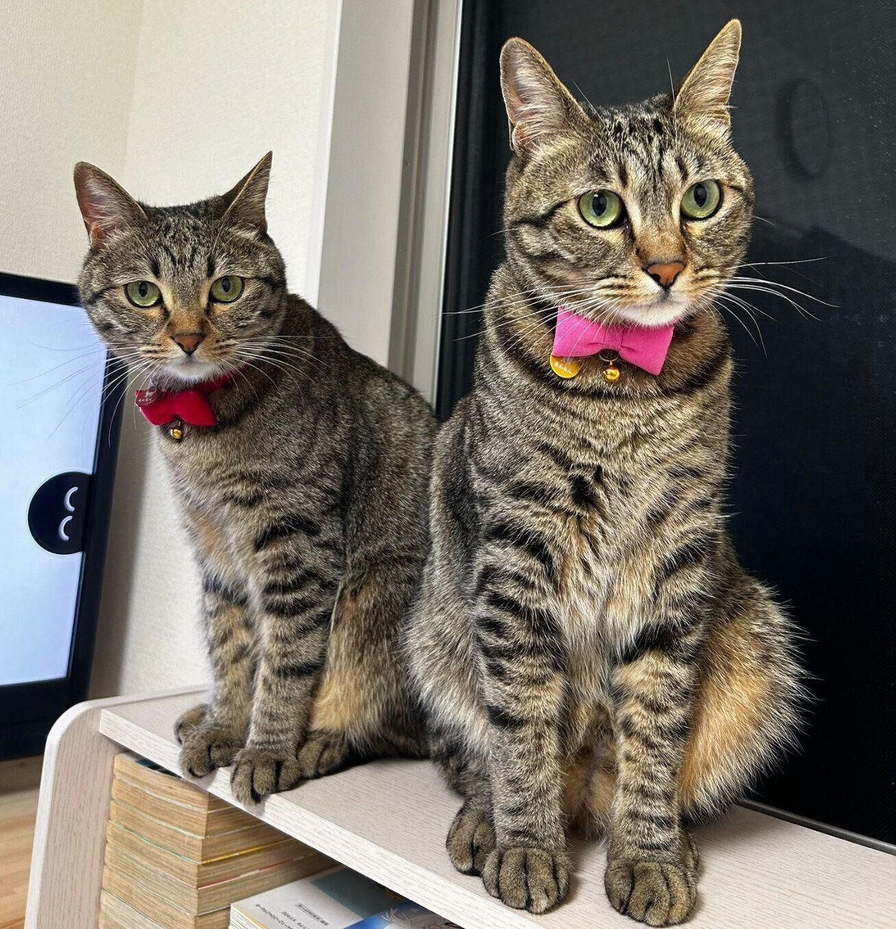 【♥︎】階段を上る2匹の子猫、かわいさいっぱい resized_3e159eaf-d715-4687-