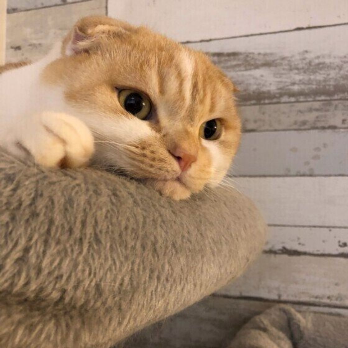 たくさんの熱い思いが集まった 飼い主さんが 21年に愛猫と叶えたい夢 ねこのきもちweb Magazine たくさんの熱い思いが集まった 飼い主さんが 21年に愛猫と叶えたい夢 ねこのきもちweb Magazine