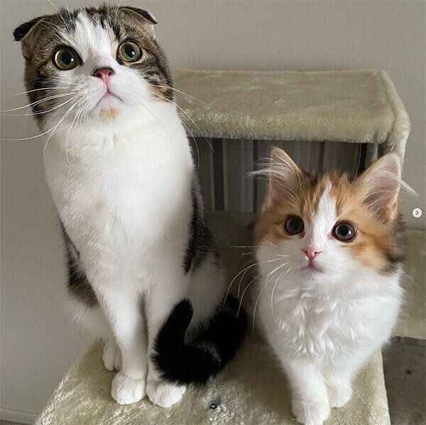 見つめるこたろうくん、つくねちゃん