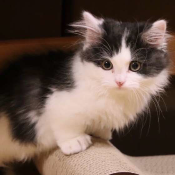 見つめるマンチカール