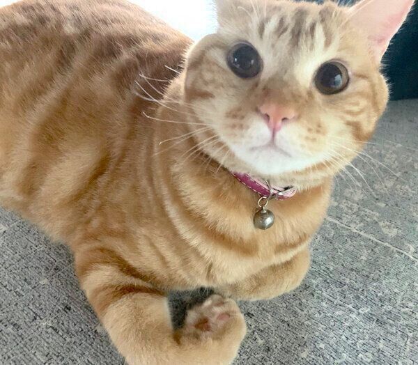 見つめるまめさん