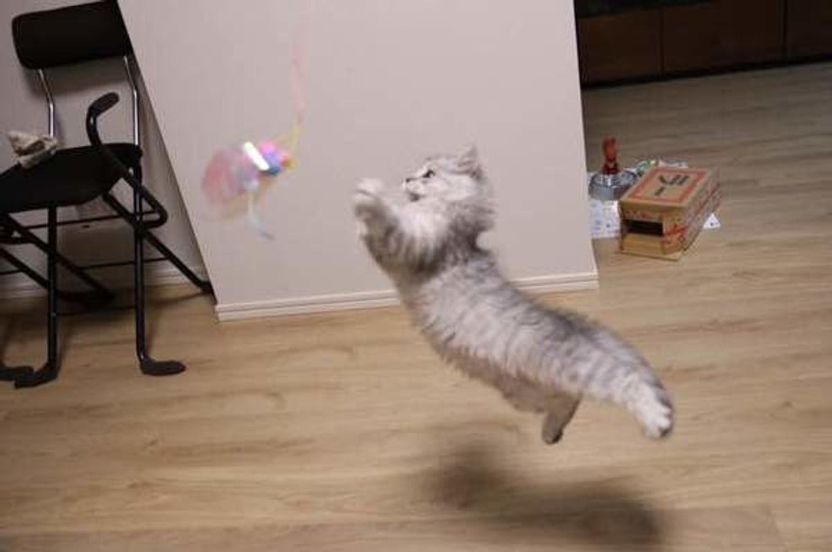 動きのある写真や舌ペロ写真を撮りたい 猫をもっとかわいく撮るコツ ねこのきもちweb Magazine 動きのある写真や舌ペロ写真を撮りたい 猫をもっとかわいく撮るコツ ねこのきもちweb Magazine