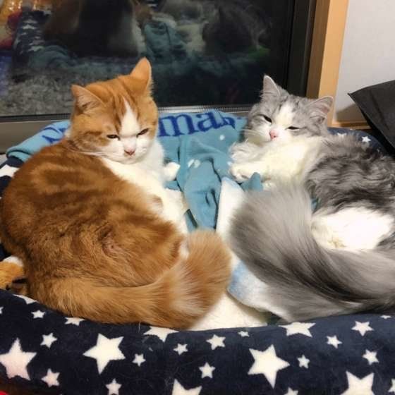 一緒にくつろぐマンチカン