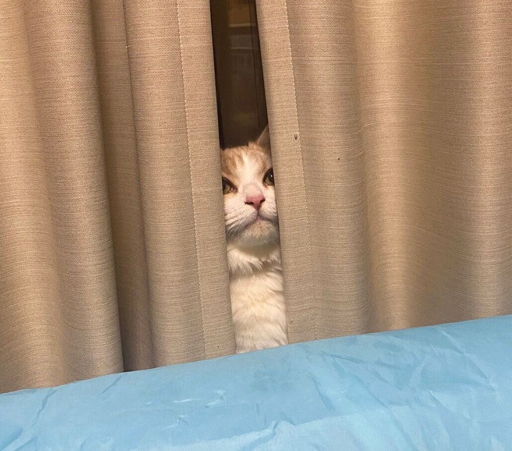 カーテンの陰から顔をチラッと出す、もなかくん