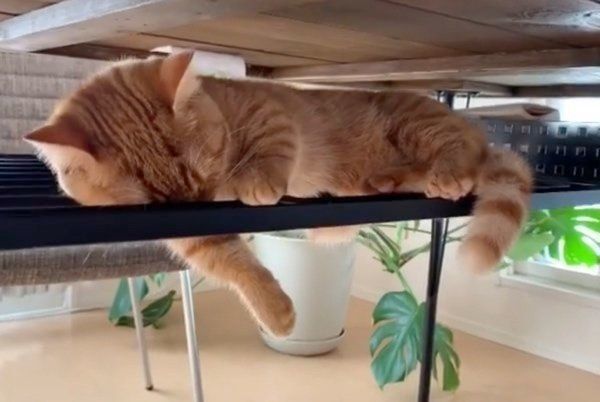 スゴい場所で眠るマンチカン