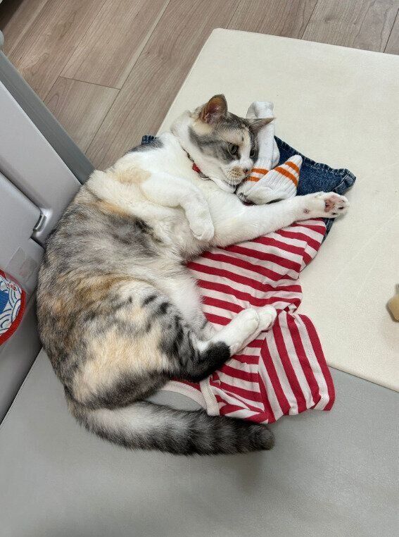 寝転んでいる猫