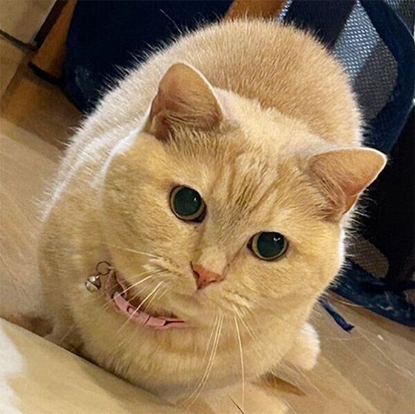 見つめるじゅじゅちゃん