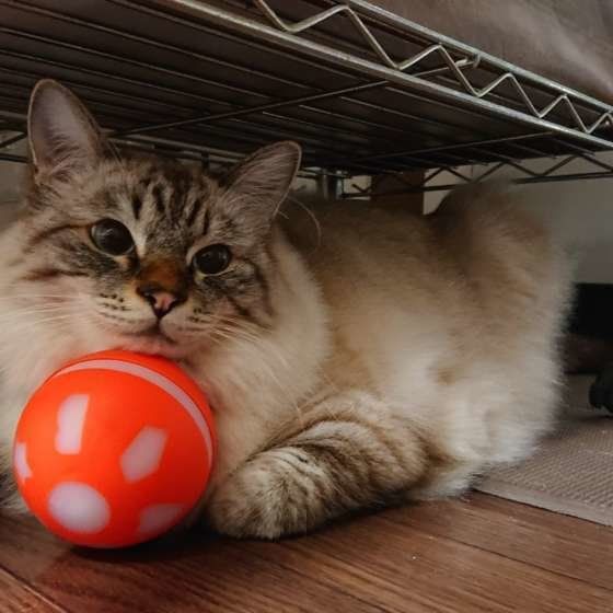 遊んでほしそうなポイント柄の猫