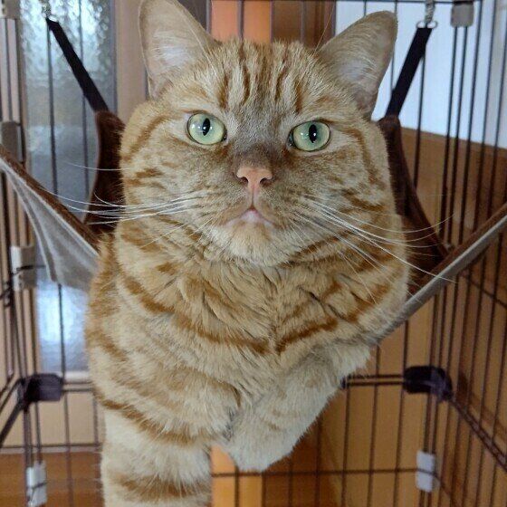 アメリカンショートヘアの龍太ちゃん