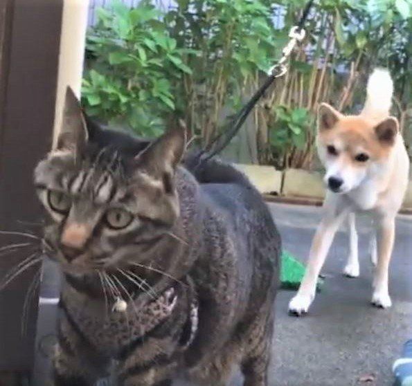 猫と柴犬