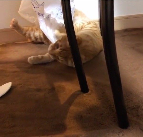 ビニールとたわむれる猫