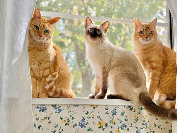 窓際でまったりするなみちゃん、1号くん、2号くん