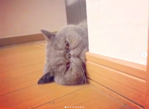 飼い主さんをストーカーするエキゾチックショートヘア