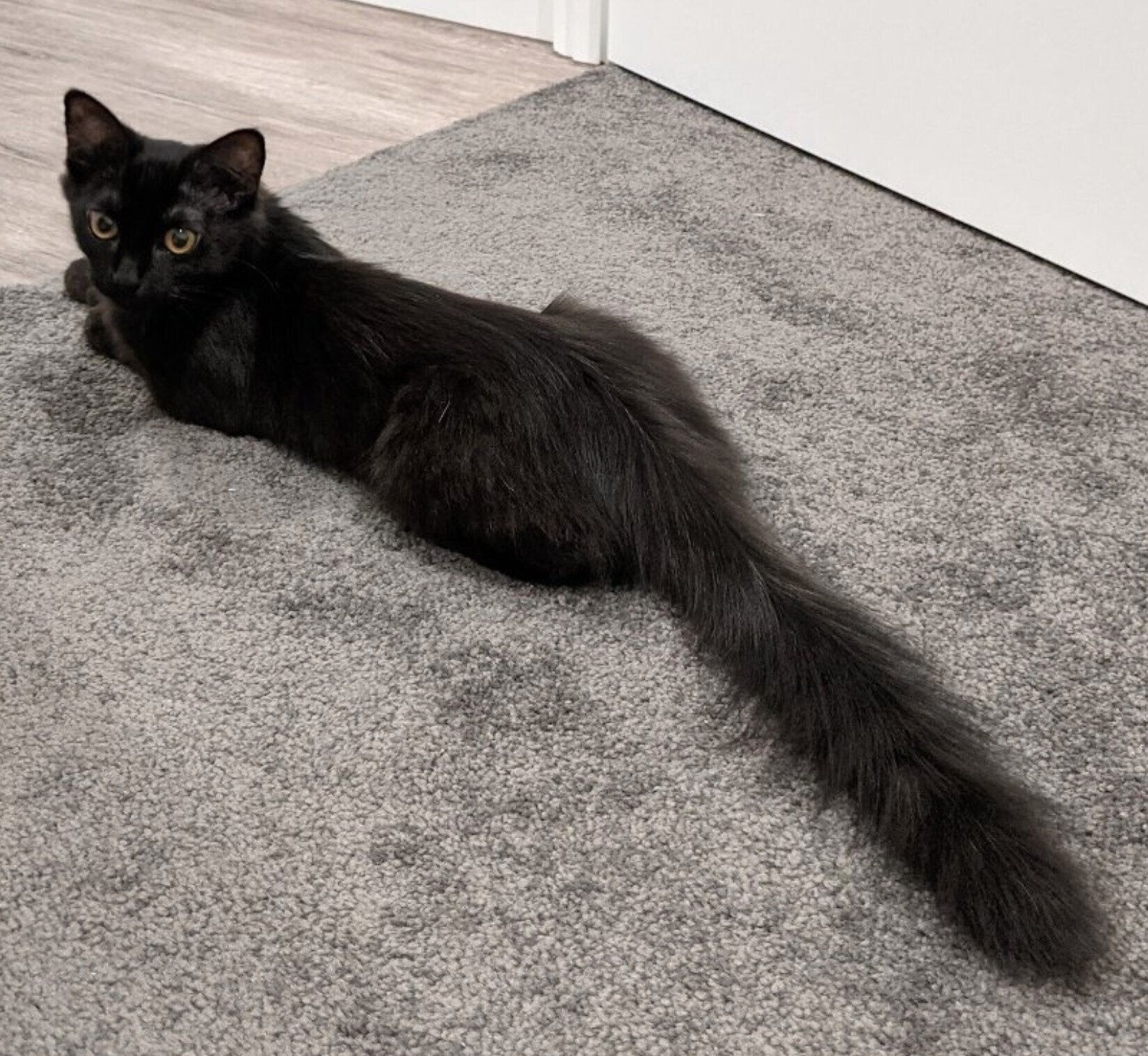 お迎え当時のモアちゃん