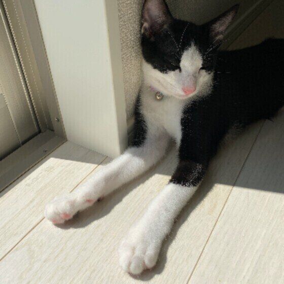 日向ぼっこ中の猫（MIX、オス）