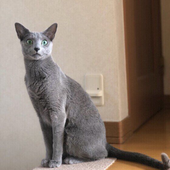 ロシアンブルーのソラくん