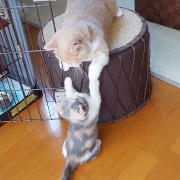 遊ぶマンチカン