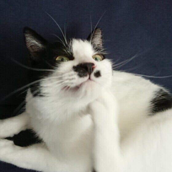 後ろ足であごの下を毛繕いしている怖い顔の白黒の猫