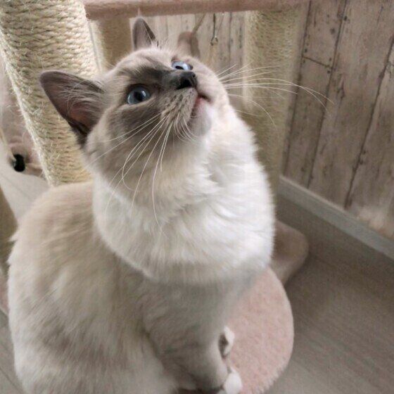 キャットタワーとラグドール