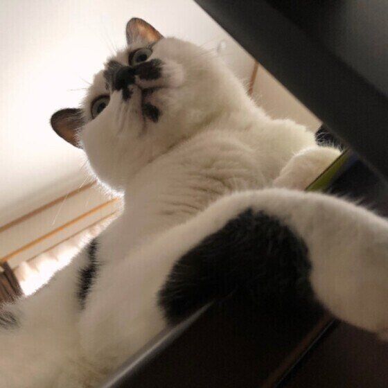 ジャパニーズ・ボブテイルのコテツくん