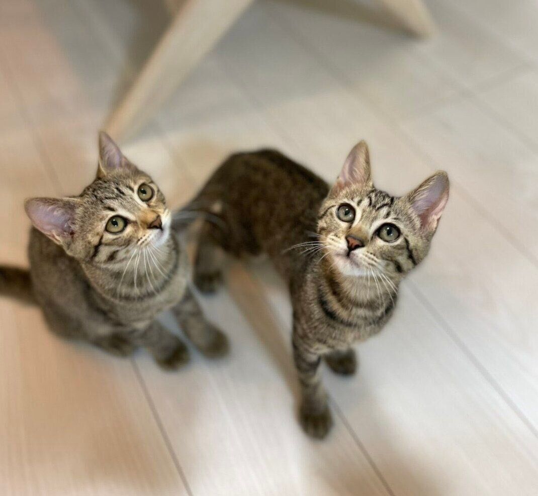 【♥︎】階段を上る2匹の子猫、かわいさいっぱい kaidan_cat_title-1280x720.jpg