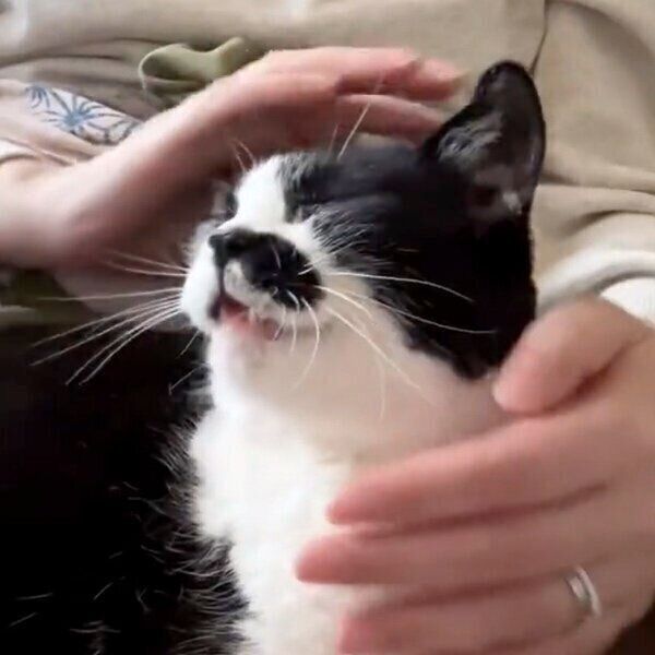 飼い主さんに「おにぎり」を要求するドツちゃん