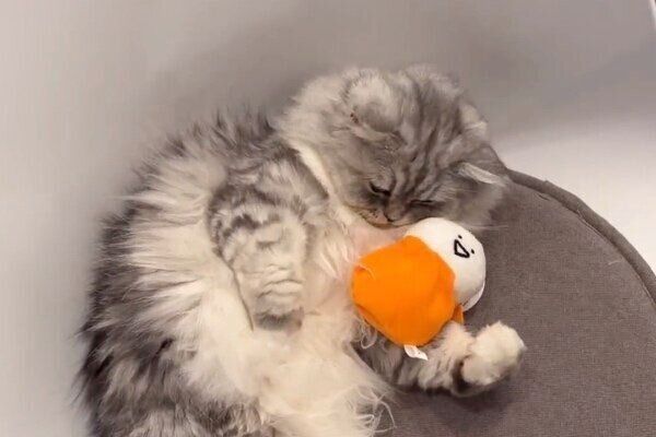 ぬいぐるみを抱きかかえるこゆきちゃん