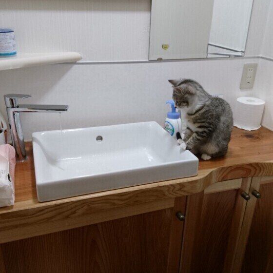 水を見つめるサバトラ