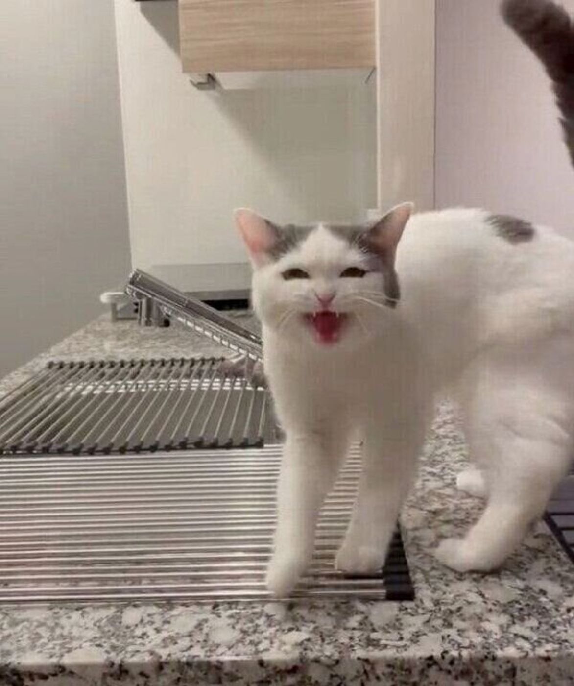 愛猫に ごは ん と言うと可愛すぎる反応が ごはん の言葉を聞いて返事をする猫の特徴 獣医師解説 ねこのきもちweb Magazine 愛猫に ごは ん と言うと可愛すぎる反応が ごはん の言葉を聞いて返事をする猫の特徴 獣医師解説 ねこのきもちweb Magazine