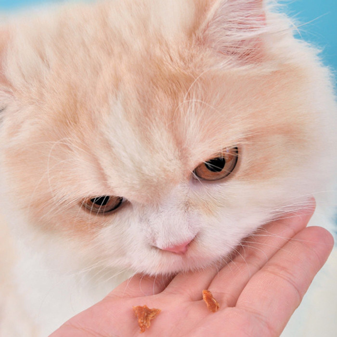 猫に嫌な思いをさせない 上手に目薬を投与するコツ教えます 目薬マスター術 ねこのきもちweb Magazine 猫に嫌な思いをさせない 上手に目薬を投与するコツ教えます 目薬マスター術 ねこのきもちweb Magazine