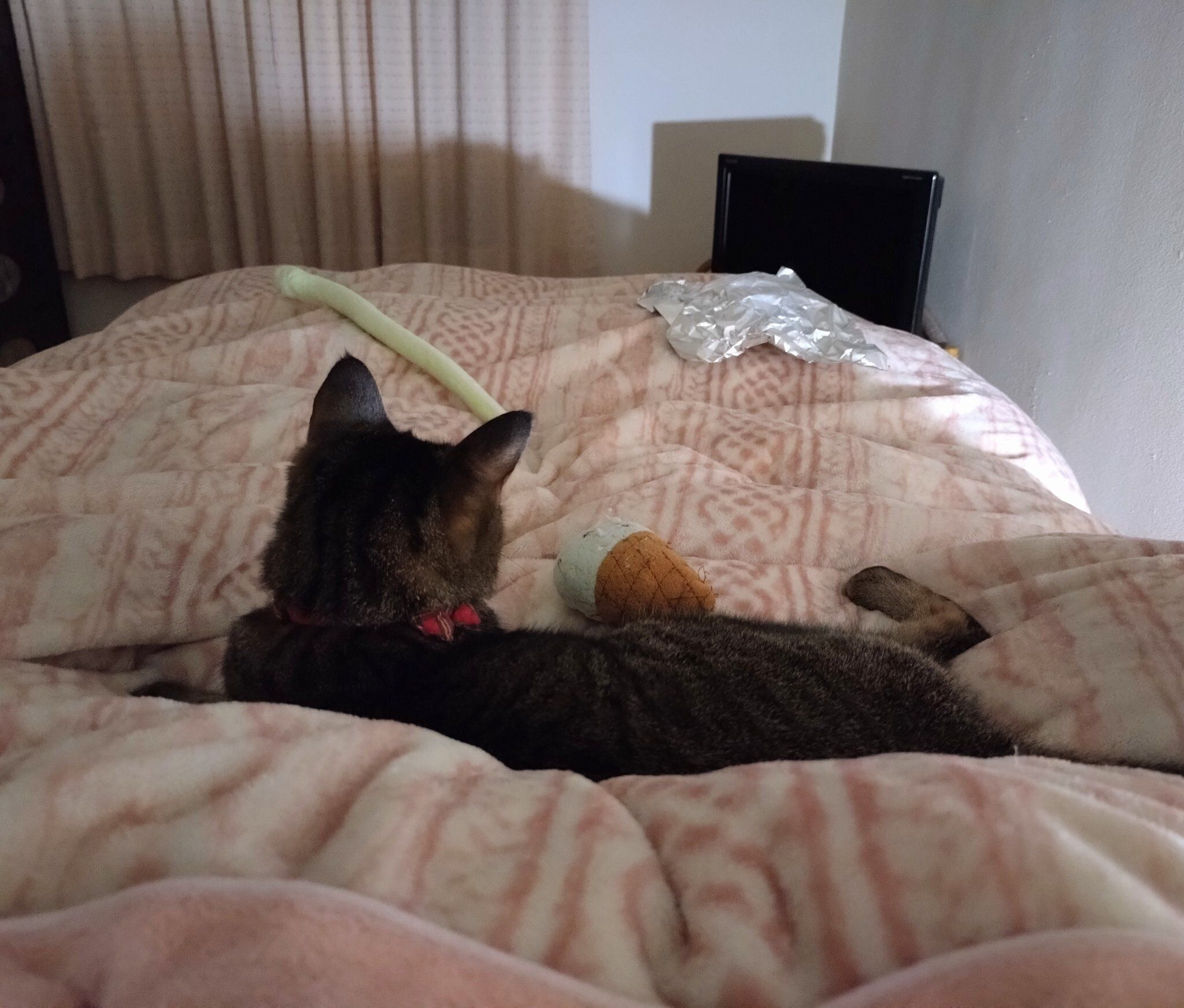 布団の上におもちゃを持ってきたランちゃん