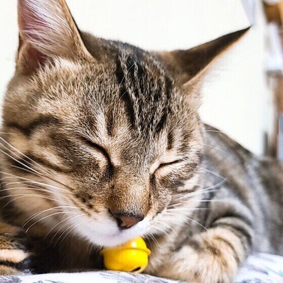 Mix（キジトラ）のマイレちゃん♪