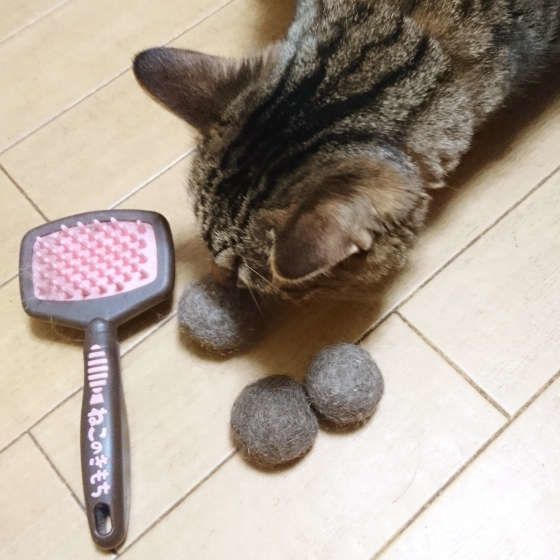 キジトラのちまきちゃん