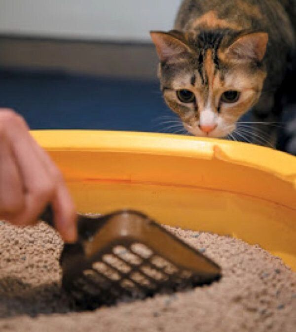 あなたと暮らす愛猫の世界には22の好きがあふれている