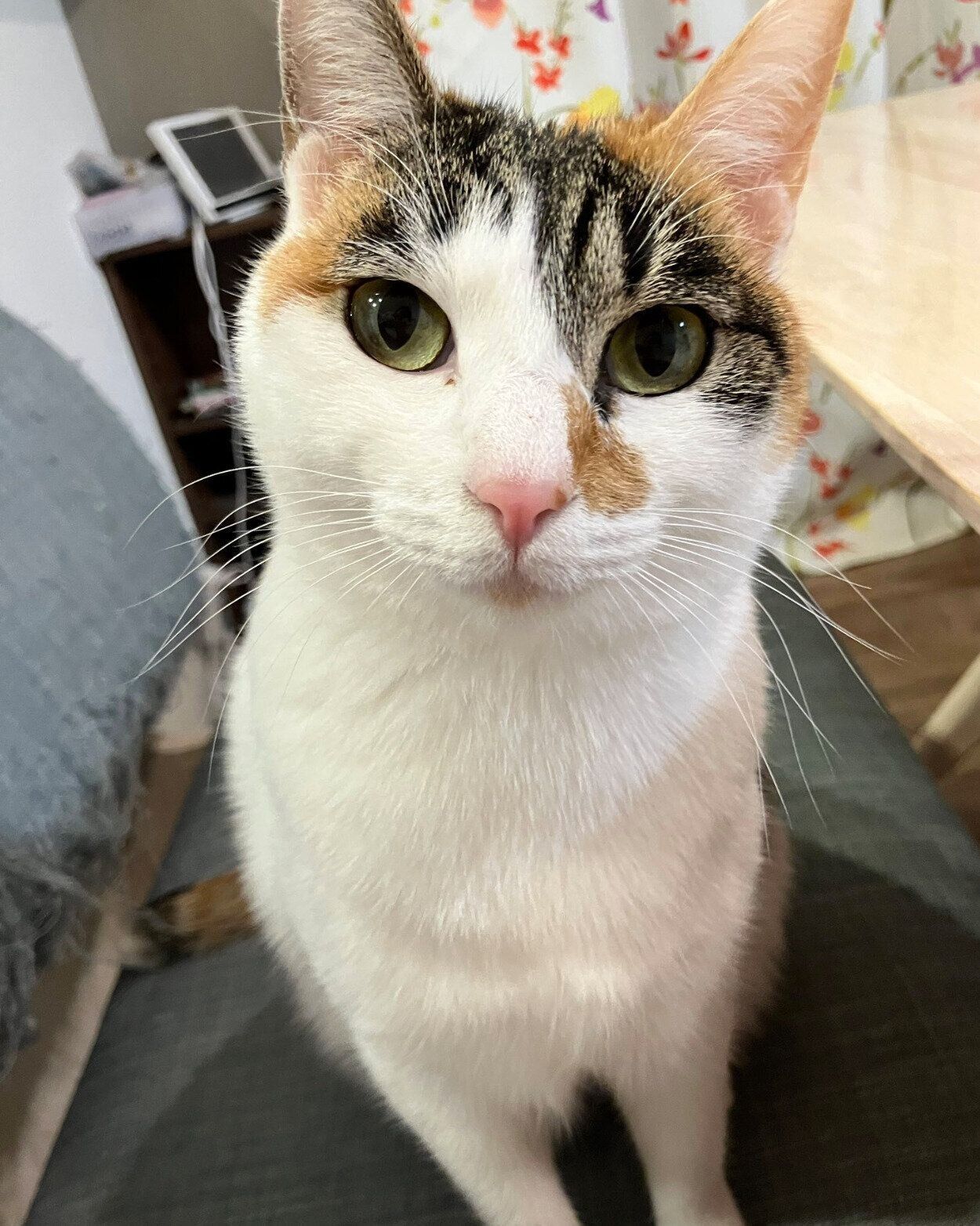 「膝に乗せて？」とアピールするくるみちゃん