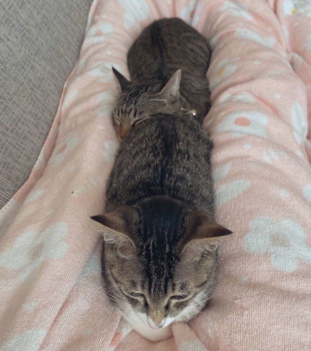 飼い主さんの足の間でくつろぐクーちゃん、サンちゃん