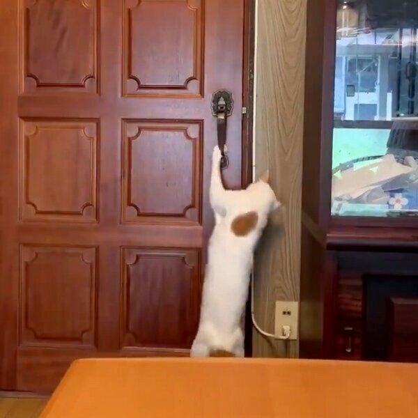 ドアを開けるアールくん