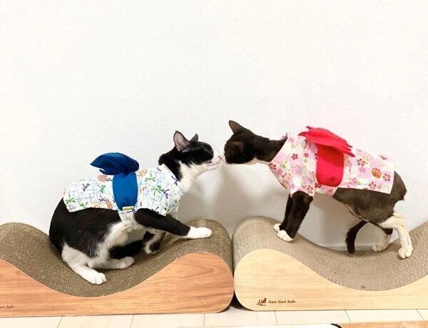 鼻をくっつけ合うラッキーくんとちゅらちゃん