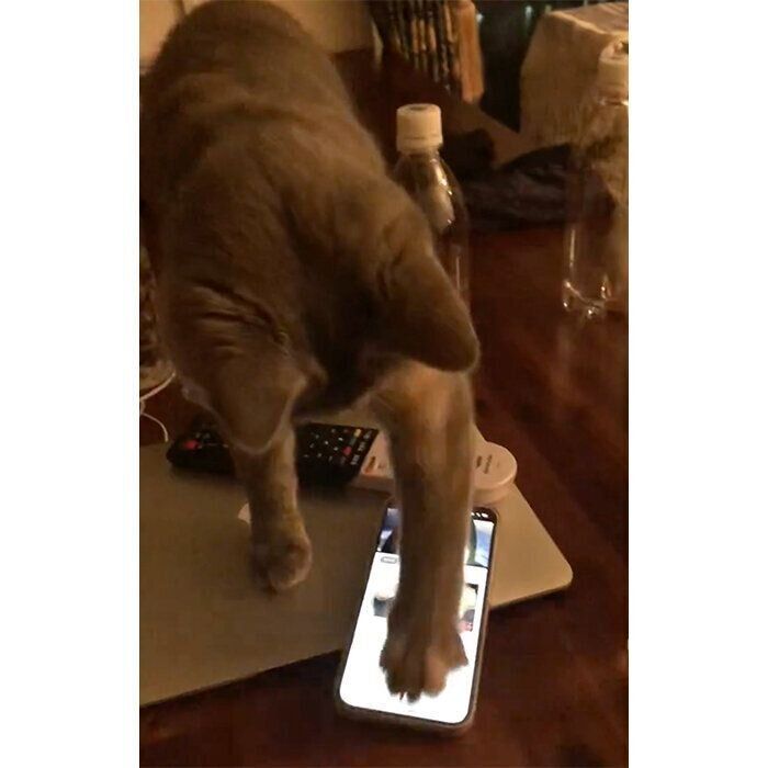 スマホ画面を触るネムちゃん