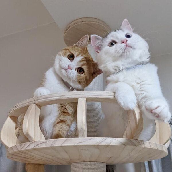 テテちゃん、ピノくん