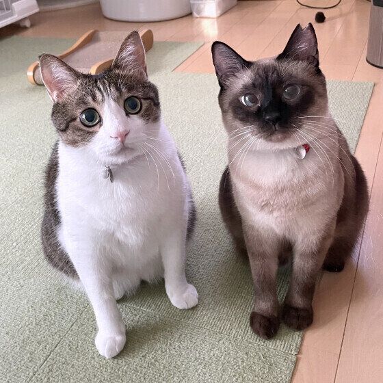 シャムの小春ちゃんたち♪