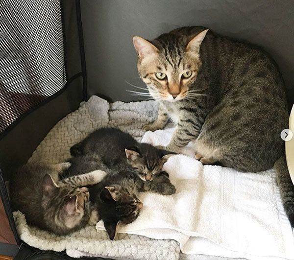 くつろぐ猫たち